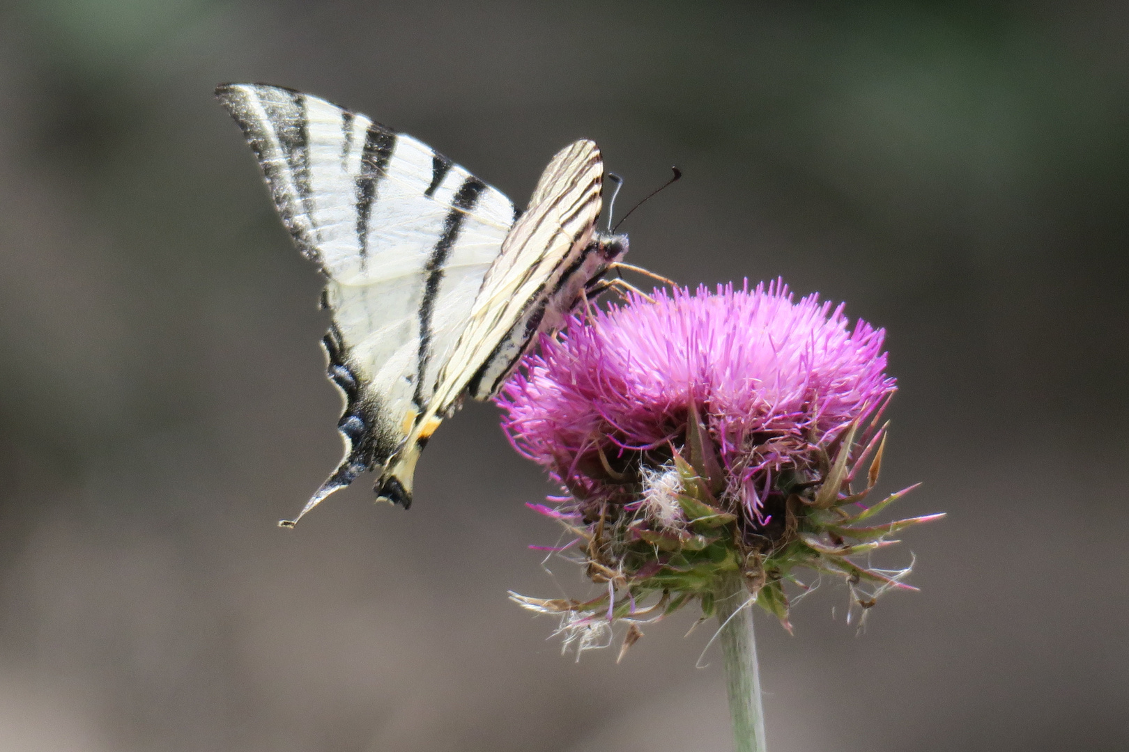 Lecker in der Blüte