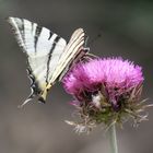 Lecker in der Blüte