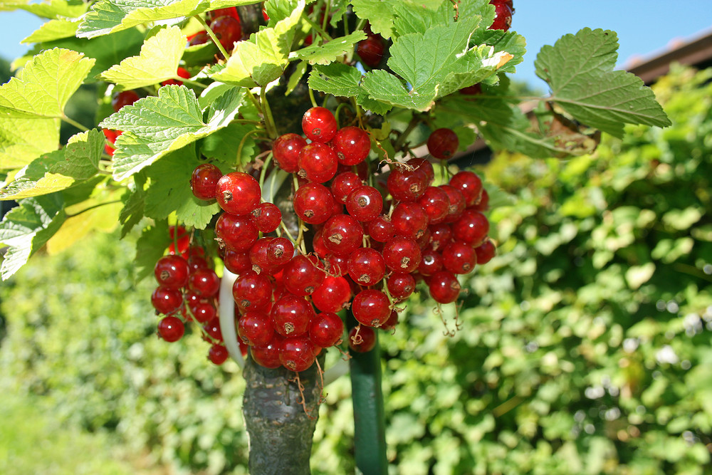 Lecker Johannisbeerchen