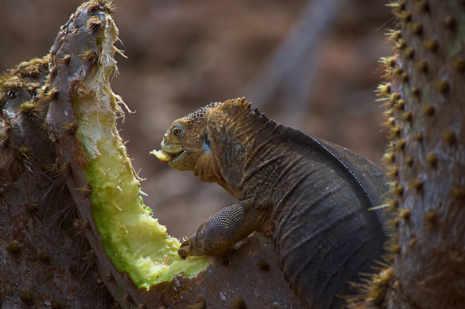 Lecker Kaktus!