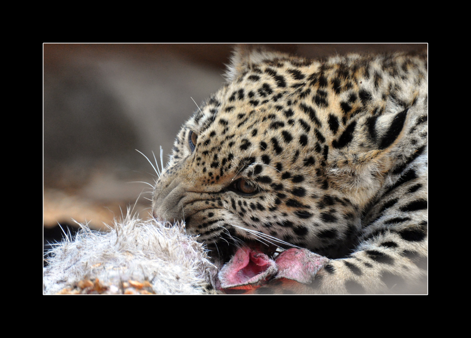 Lecker, Kaninchen!