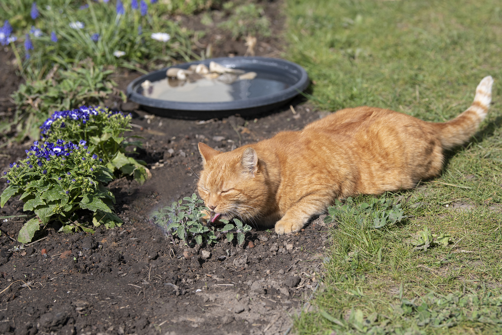 Lecker - Katzenminze