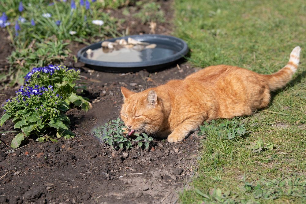 Lecker - Katzenminze