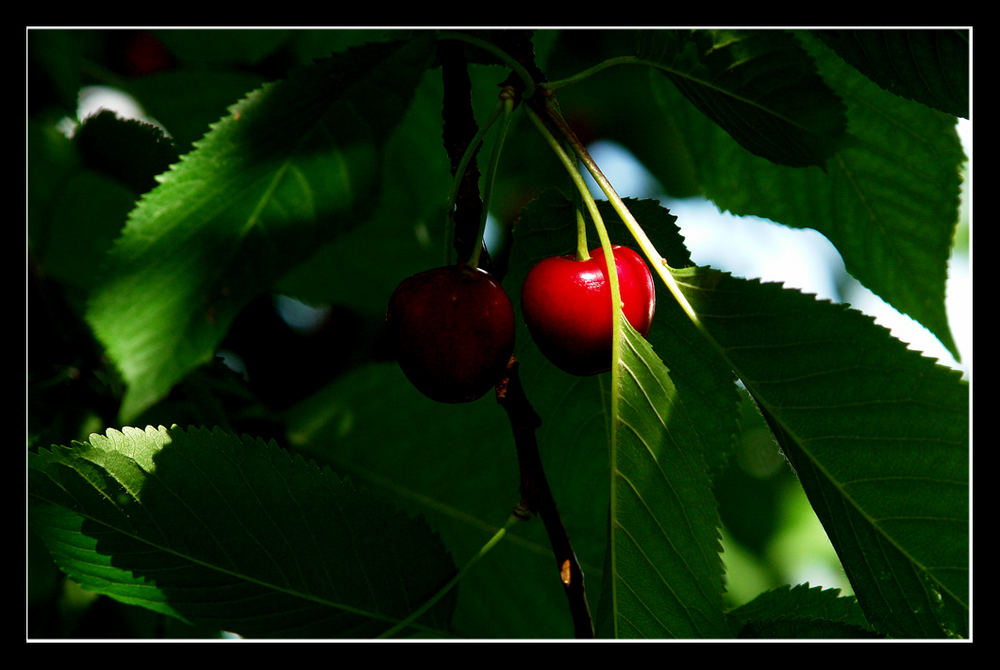 Lecker Kirschen