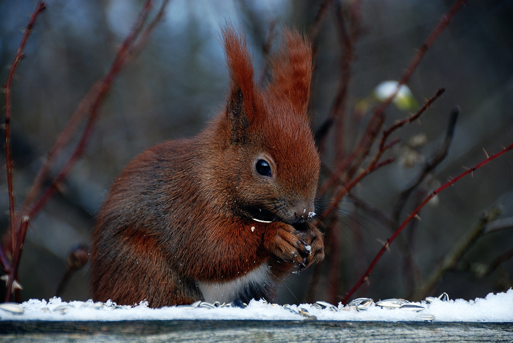 Lecker Körnchen für das Hörnchen