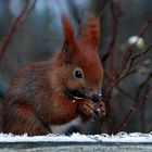 Lecker Körnchen für das Hörnchen