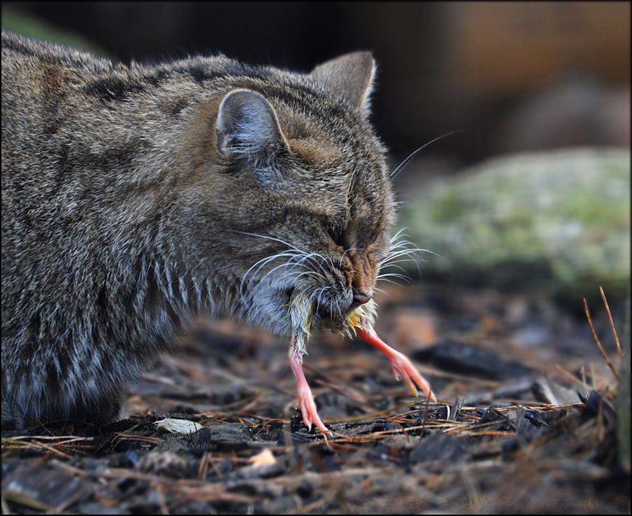 Lecker ...Küken !!!