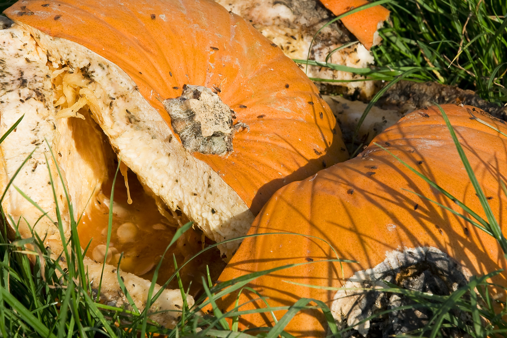 Lecker Kürbissüppchen