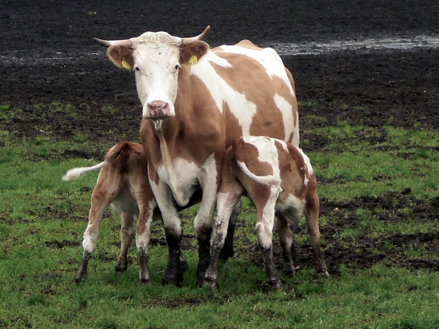 Lecker Kuhmilch