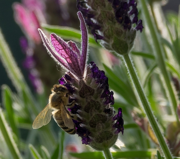 Lecker Lavendel