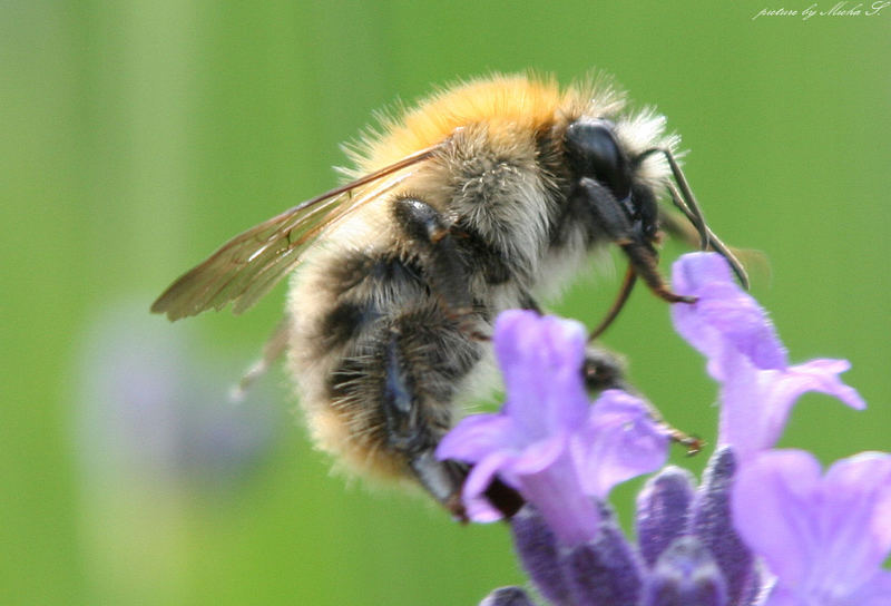 Lecker Lavendel