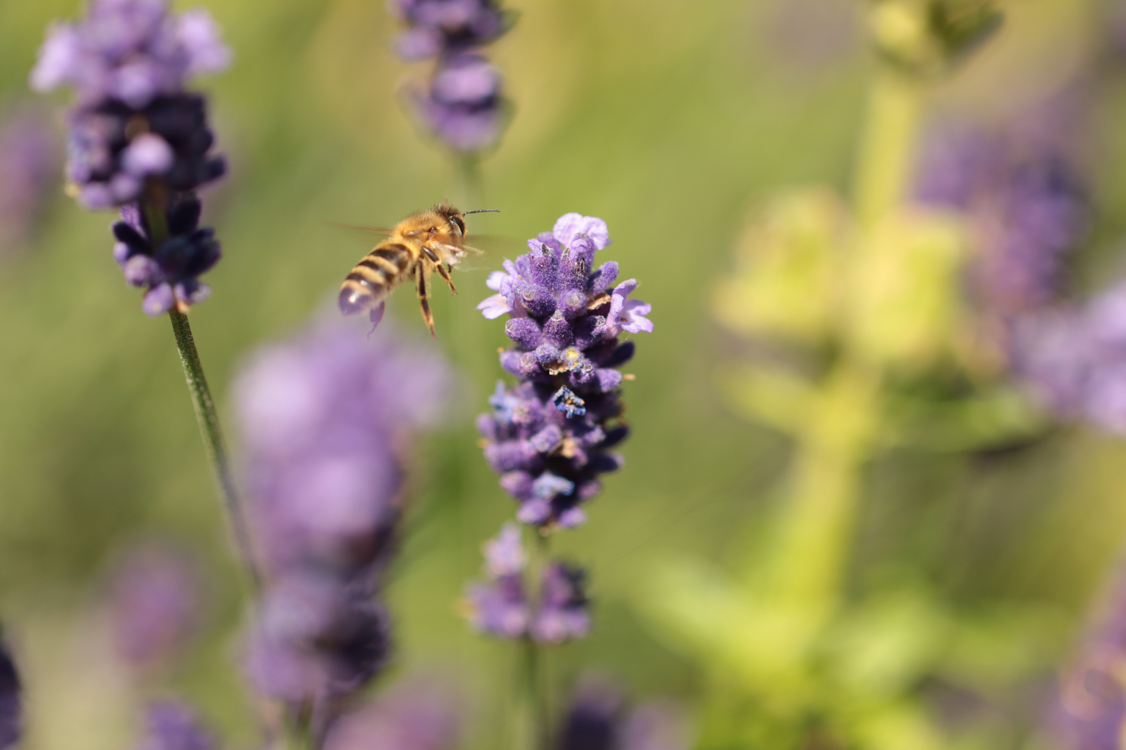 Lecker Lavendel :)