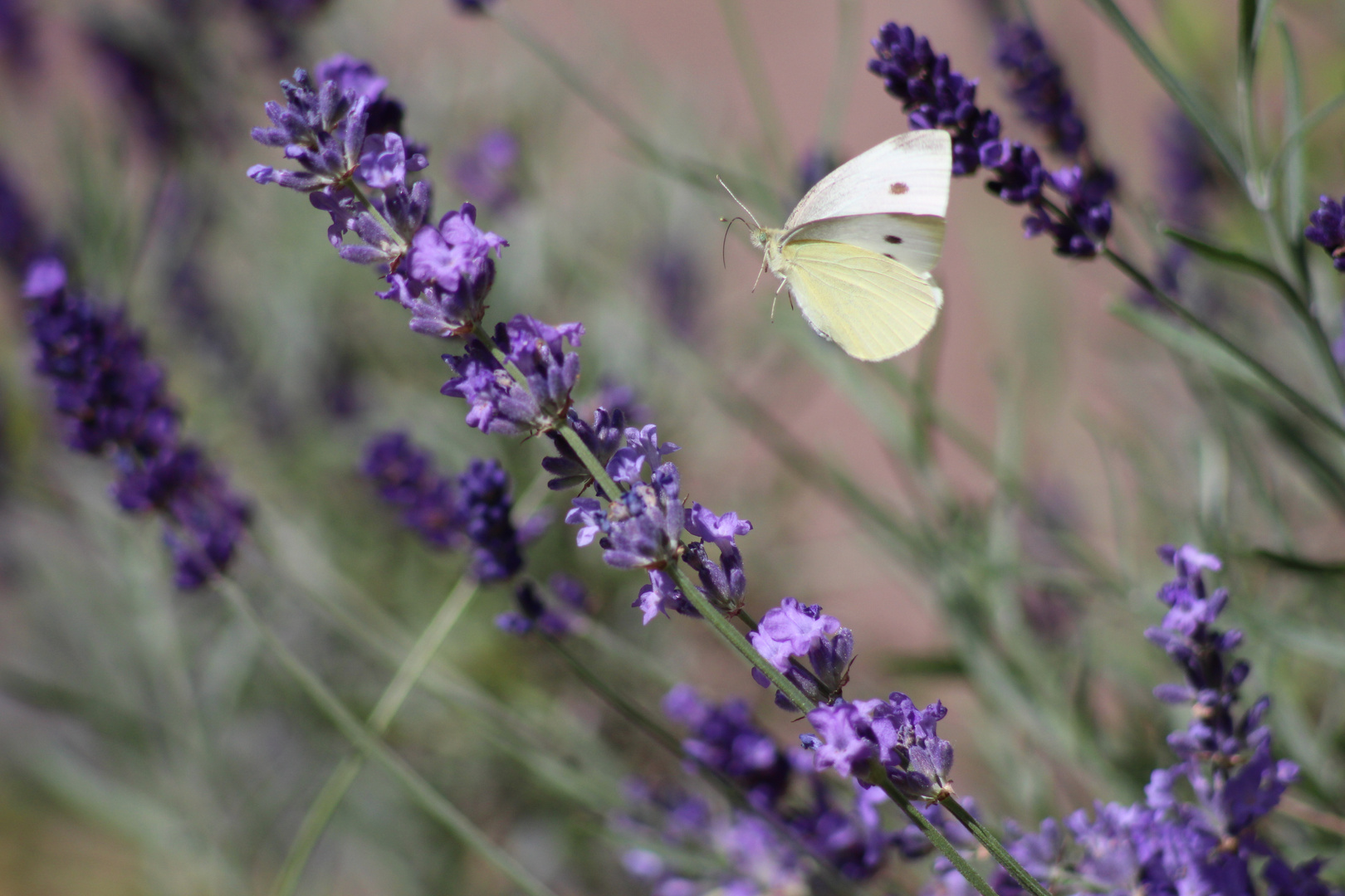 Lecker Lavendel