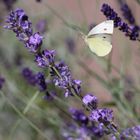 Lecker Lavendel