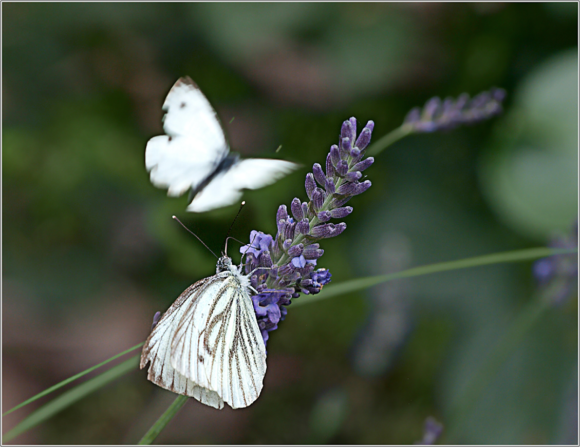 ... lecker Lavendel ...