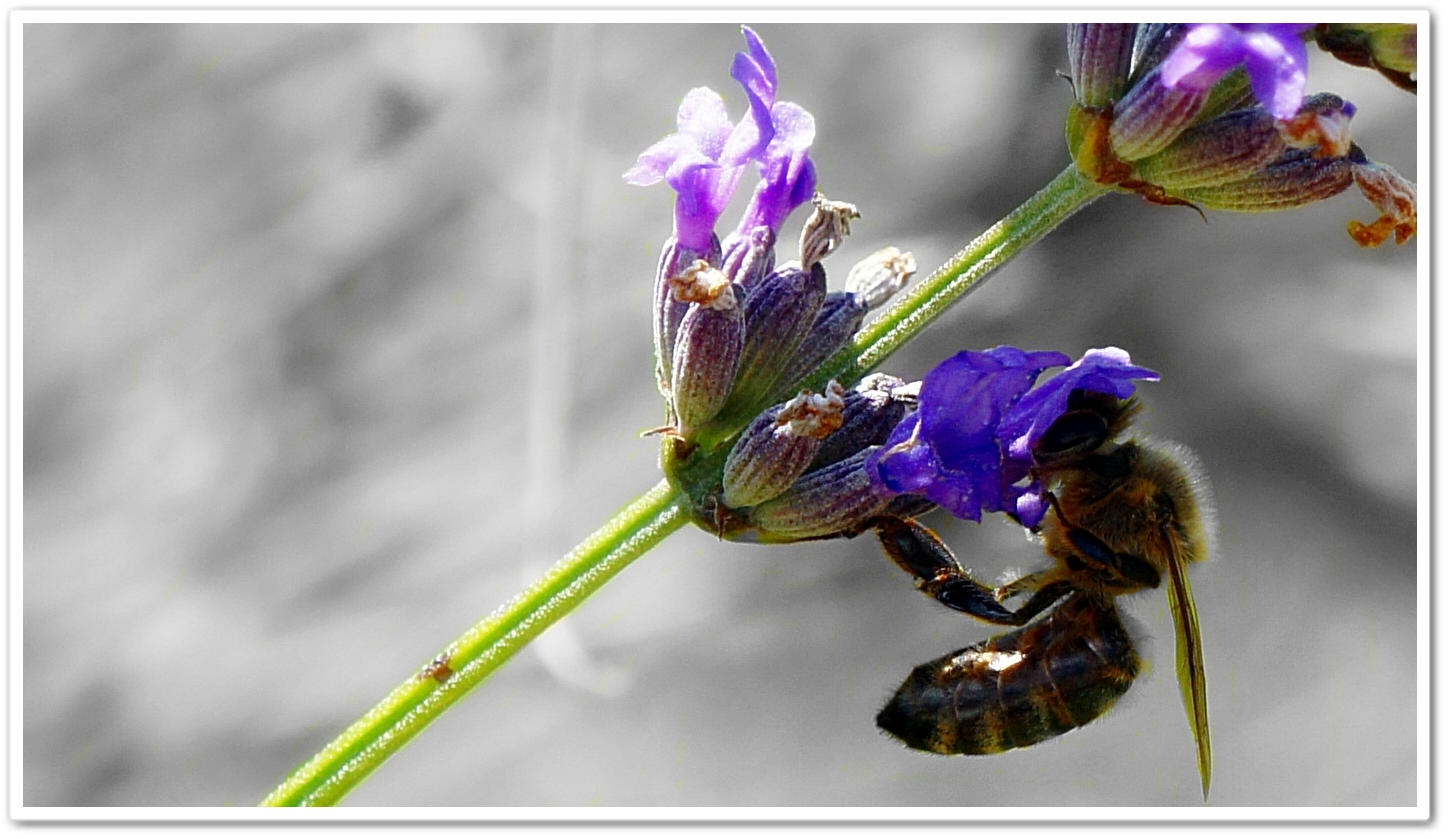 Lecker Lavendel!