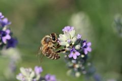 Lecker Lavendel