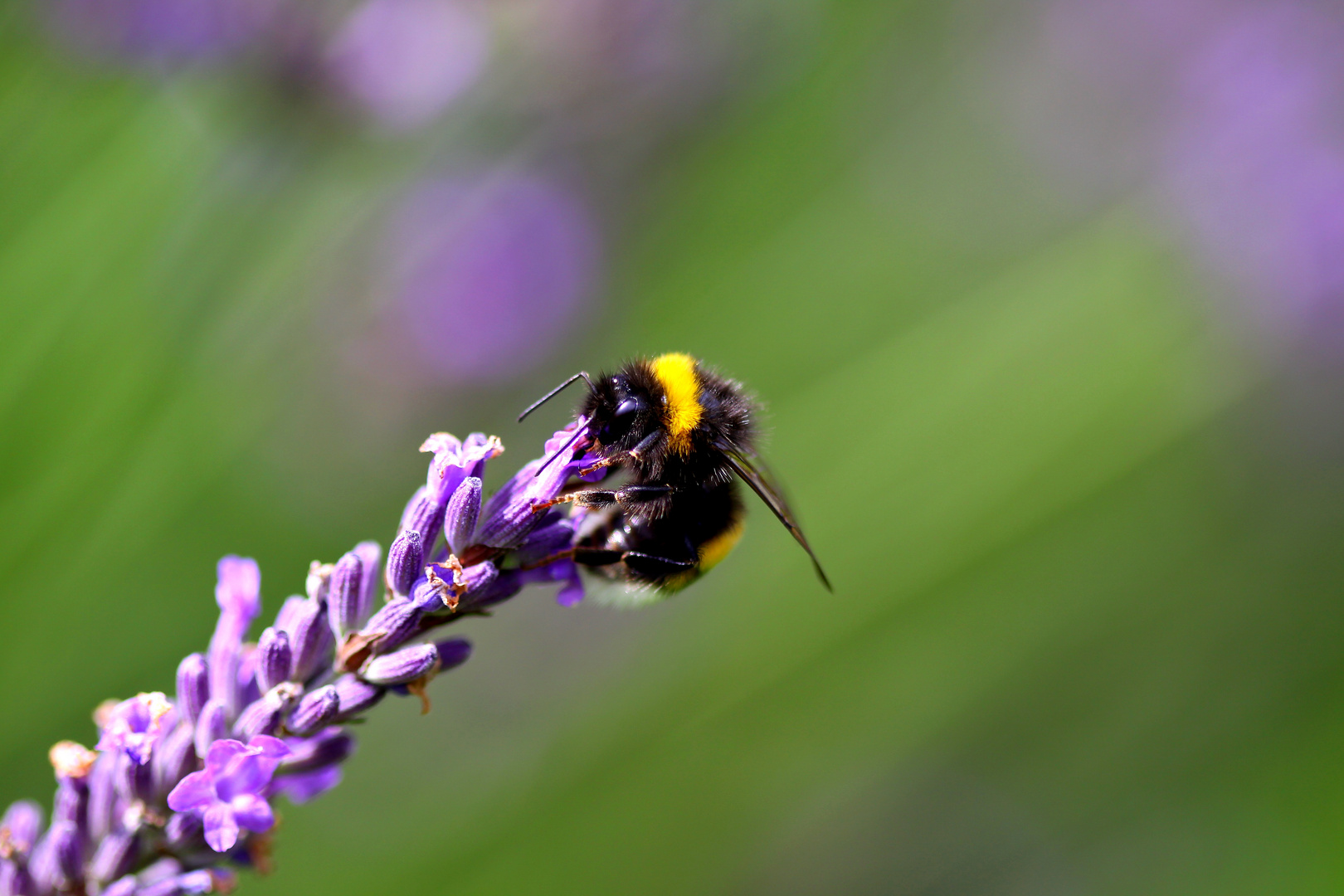 Lecker Lavendel