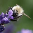 Lecker Lavendelblüten.. 01 Großausschnitt