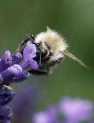 Lecker Lavendelblüten.. 01 Großausschnitt