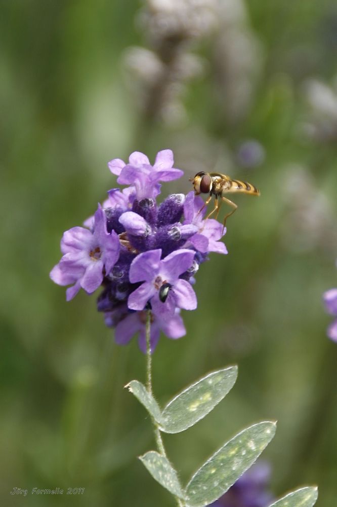 Lecker Lavendelblüten.. 02