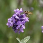 Lecker Lavendelblüten.. 02