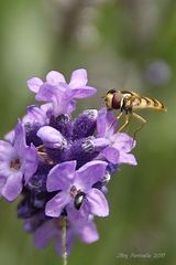 Lecker Lavendelblüten.. 02 Großausschnitt