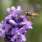 Lecker Lavendelblüten.. 02 Großausschnitt