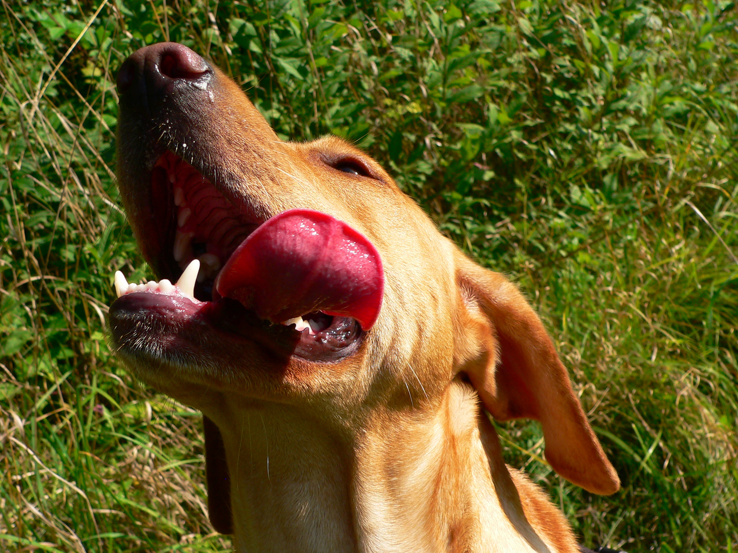 Lecker Leberwurst