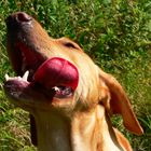 Lecker Leberwurst