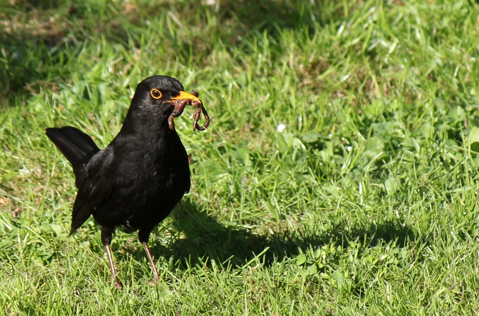 Lecker, lecker .....