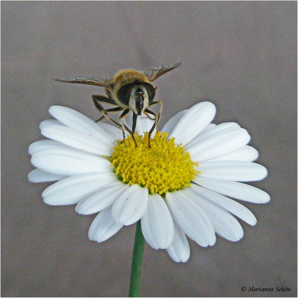 Lecker... lecker... Blümchen...