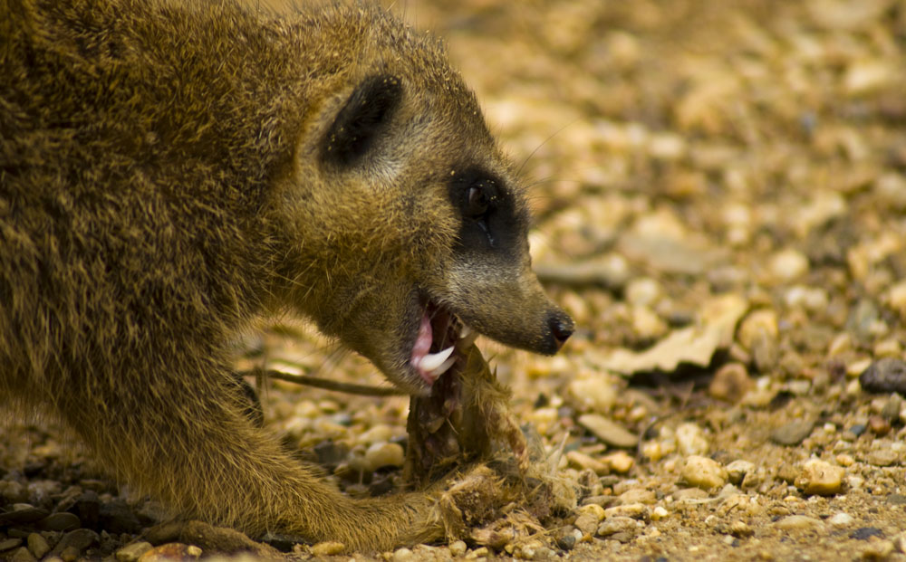 Lecker ,lecker das kleine Mäuschen