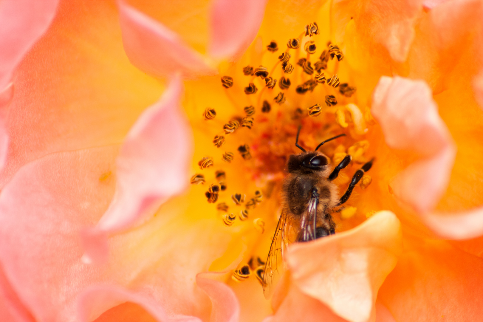 lecker lecker Rosennektar