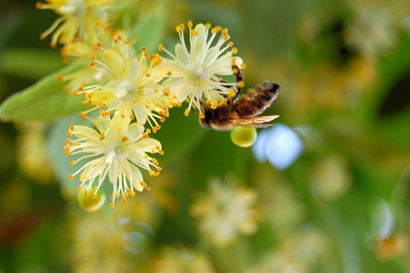 Lecker Lindenblüten