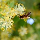 Lecker Lindenblüten