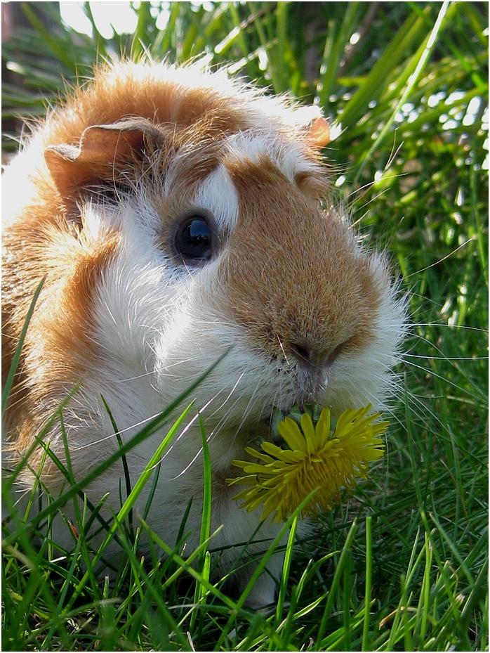 Lecker Löwenzahn