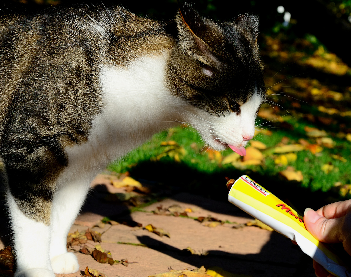 Lecker - Malzpaste