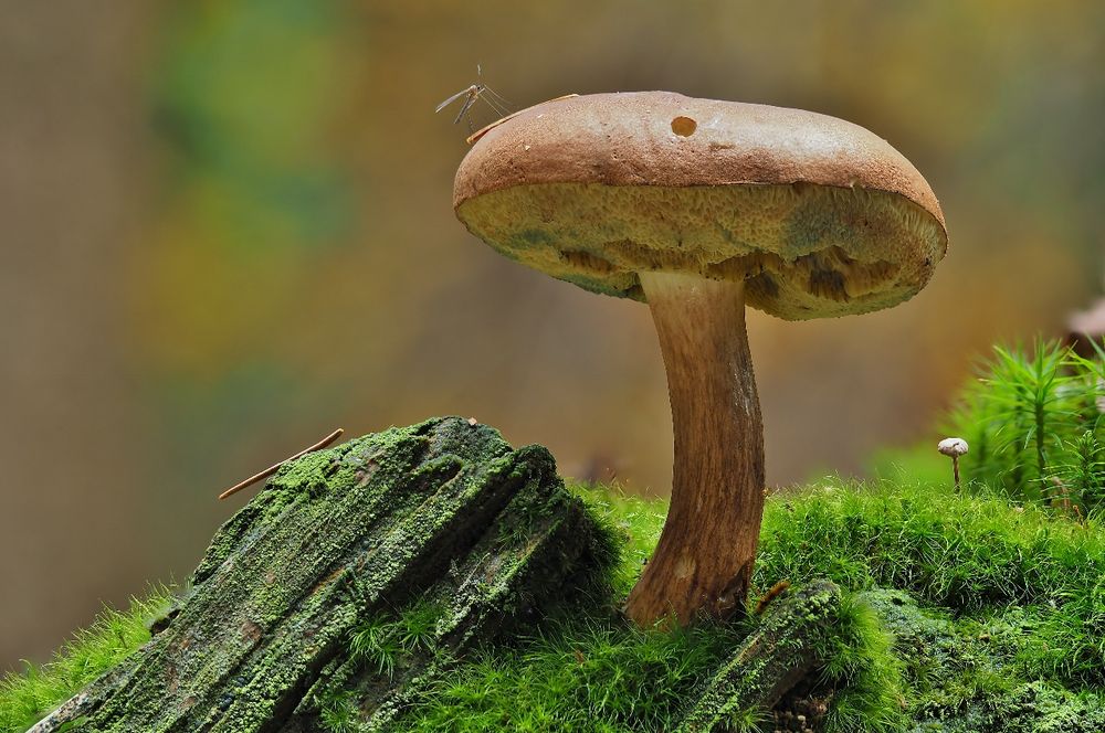 Lecker Maronen Pilz Foto &amp; Bild | pflanzen, pilze &amp; flechten, pilze ...