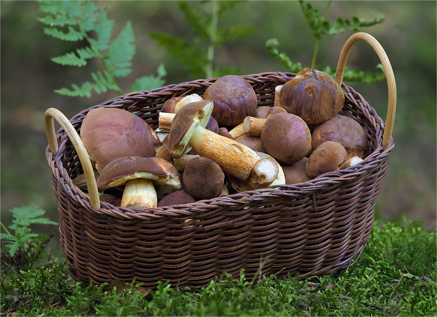 Lecker  Maronenröhrlinge