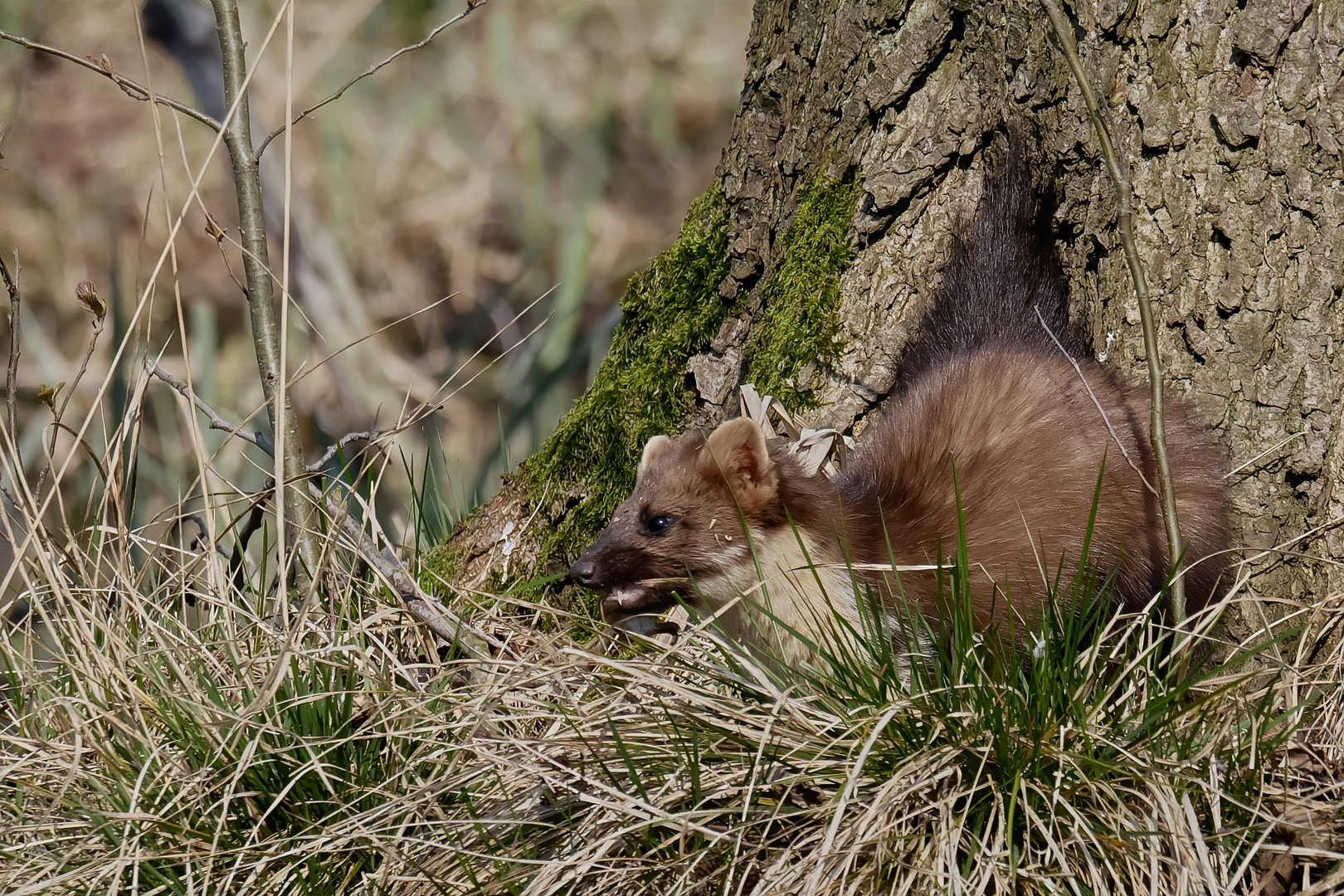 lecker Maus ...