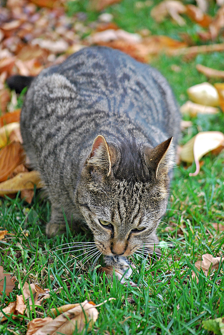 Lecker Maus...