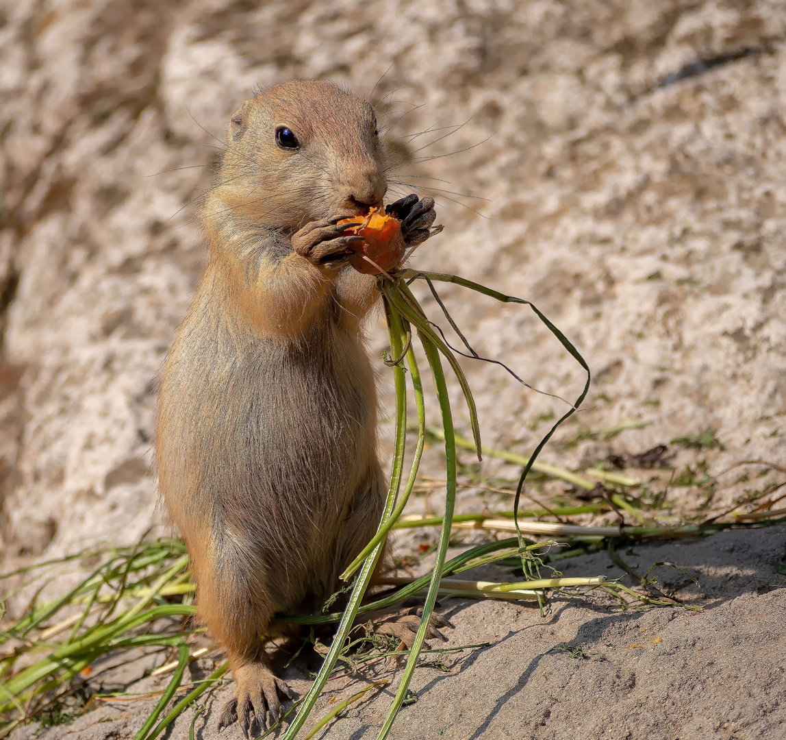 Lecker Möhrchen