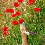 Lecker Mohnblüten