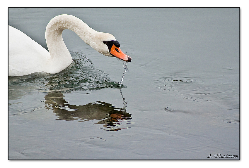 Lecker Neckarwasser...