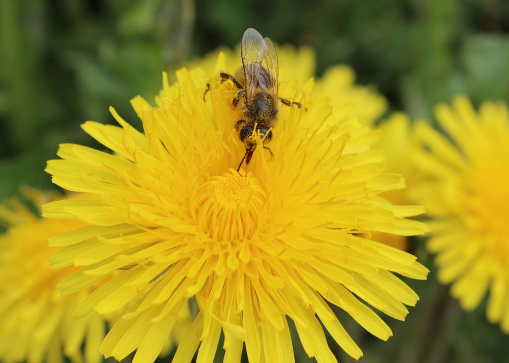 Lecker Nektar Foto & Bild anfängerecke nachgefragt, nachgefragt