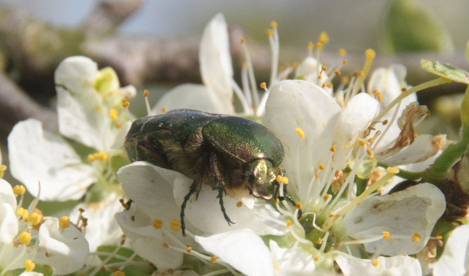 Lecker Pflaumenblüten