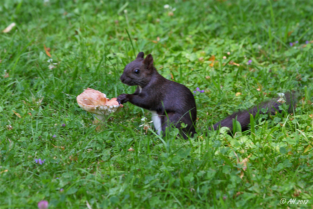 Lecker Pilze :-)