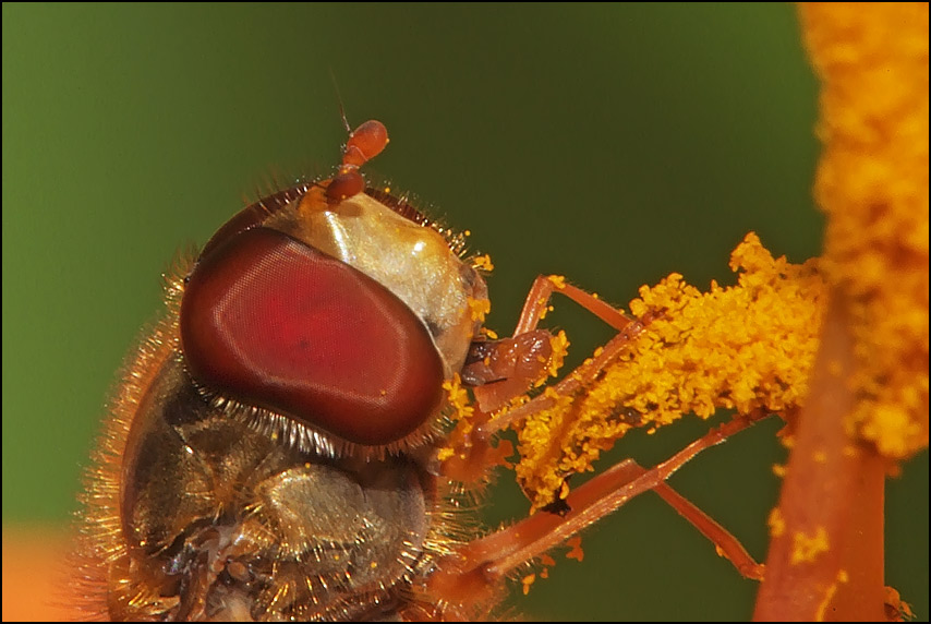 Lecker Pollen