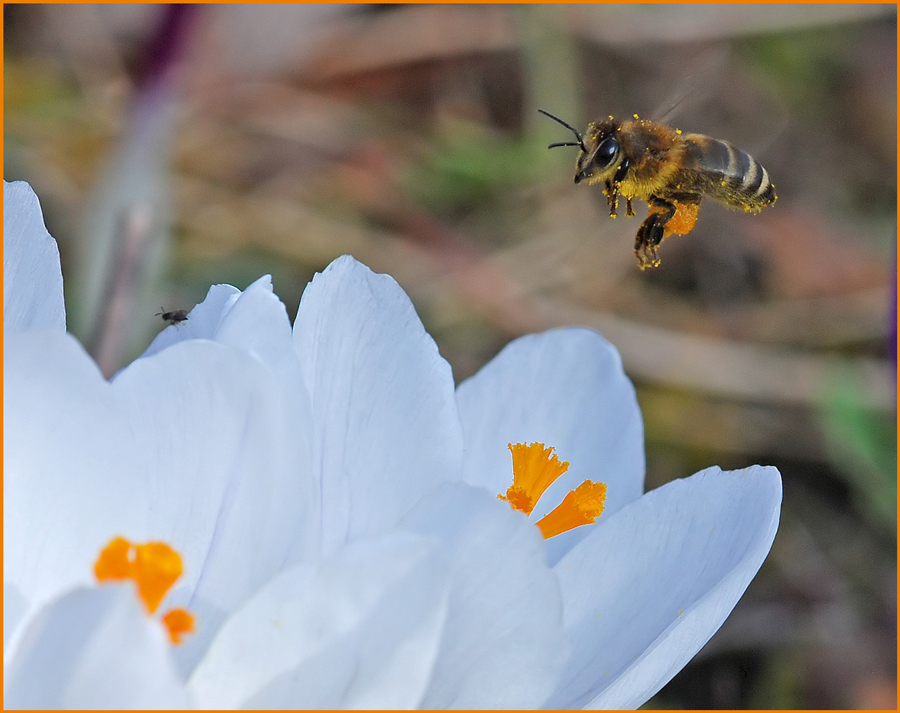 Lecker Pollen